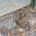«Oltre la spazzatura anche animali sgraditi»