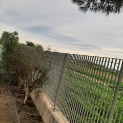 Interventi di manutenzione del verde pubblico in vista della primavera a Trinitapoli