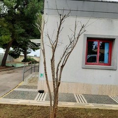 Interventi di manutenzione del verde pubblico in vista della primavera a Trinitapoli