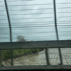 Fiume Ofanto in piena: esondazioni diffuse, sommersi i terreni circostanti