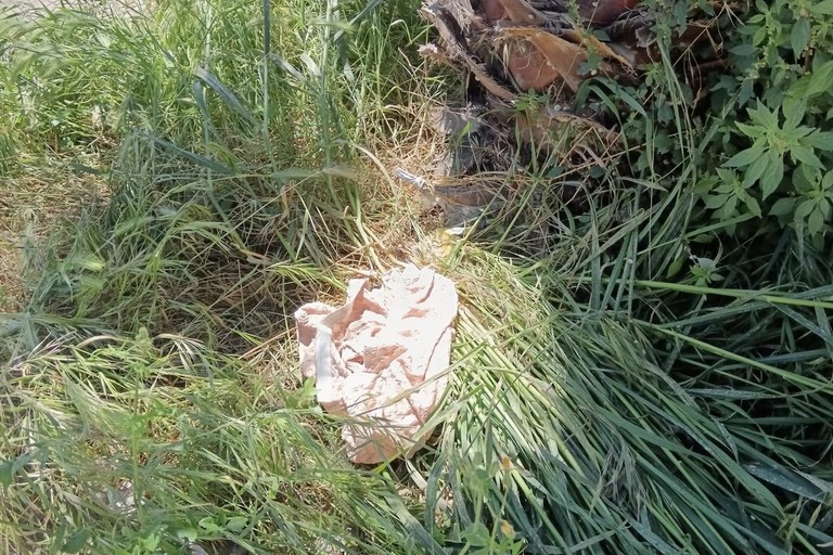 Scomparso a Trinitapoli il gattino randagio ferito