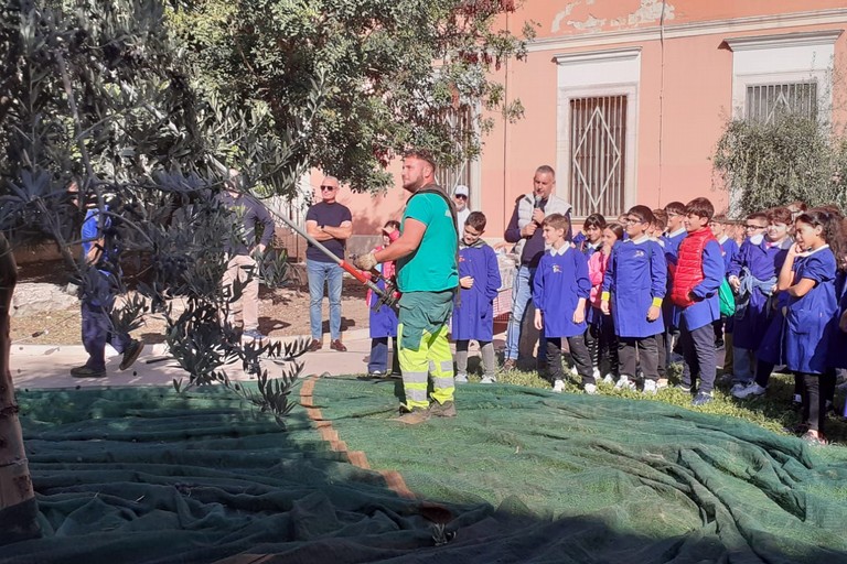 Raccolta delle olive per gli alunni dell’Istituto Comprensivo Don Milani Garibaldi Leone