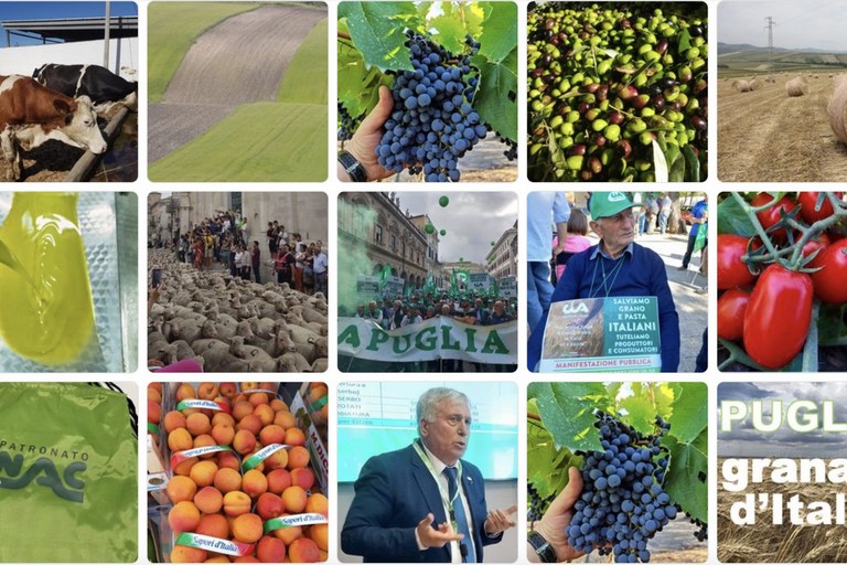 agricoltura Puglia ph