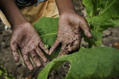 Agricoltura, si accelera l'iter per il rilascio della certificazione antimafia