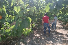 Sopralluogo della Regione Puglia nelle campagne dell’agro di Trinitapoli