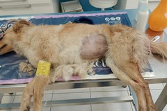 Trovata e soccorsa una cagnolina su una strada tra San Ferdinando e Trinitapoli