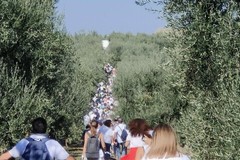 Domani a Trinitapoli l'ottava edizione della Giornata Nazionale “Camminata tra gli Olivi”