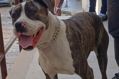 Il cane randagio Brad scomparso improvvisamente a Trinitapoli: la sua storia tocca il cuore