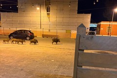 Segnalate recenti presenze di cinghiali nel centro abitato di Trinitapoli
