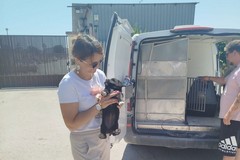 Parte a Trinitapoli una campagna di distribuzione gratuita di alimenti per cani e gatti