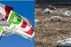 «Gesto infame e macabro, massima solidarietà»: PD Trinitapoli sull'attacco a Sannicandro