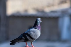 Nuova ordinanza a Trinitapoli per contrastare l'eccessiva presenza di volatili
