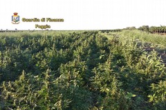 Finanzieri scoprono piantagione di marijuana: avrebbe fruttato 5 milioni di euro