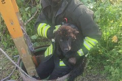 Cane cade in un pozzo a Trinitapoli: recuperato e messo in salvo
