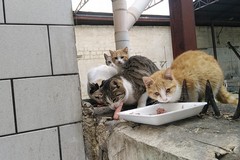 L'appello di due gattari: «Colonia felina in aumento, gatti vengono avvelenati»