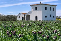 40 milioni di euro dalla Regione per le imprese agroalimentari: opportunità per gli agricoltori di Trinitapoli