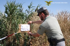 Operazione "Poop Mountain": ingente sequestro di letame