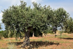 Sostegno alle cultivar olivicole, domande entro il 31 marzo