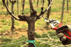 Parte oggi il corso di potatura e innesto degli alberi da frutto