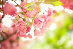 Trinitapoli celebra la Giornata della Terra: impegno concreto per l’ambiente