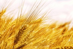 L'allarme di Cia Puglia: «Nuovo ribasso del grano duro, 15 euro in meno a tonnellata»