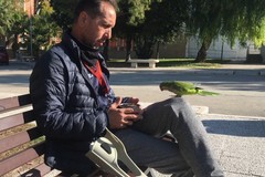 La storia di Gino e il suo pappagallo Checco