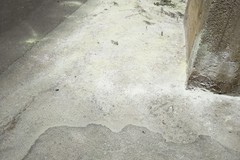 Sicurezza pubblica: a Trinitapoli vietato l'uso di veleni o sostanze tossiche non autorizzate