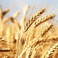 Timori di Coldiretti per ingenti importazioni di grano dal Canada