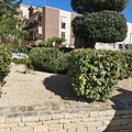 Conclusi gli interventi di riqualificazione delle aree verdi a Trinitapoli