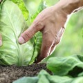 Lavoro agricolo: Emiliano firma l’ordinanza di divieto nelle ore più calde