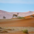 Quanti giorni servono per visitare la Namibia
