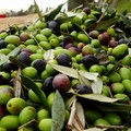 Crolla il prezzo delle olive italiane mentre i magazzini sono pieni di olio estero