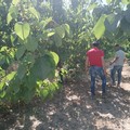 Sopralluogo della Regione Puglia nelle campagne dell’agro di Trinitapoli