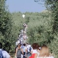 Domani a Trinitapoli l'ottava edizione della Giornata Nazionale “Camminata tra gli Olivi”