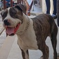 Il cane randagio Brad scomparso improvvisamente a Trinitapoli: la sua storia tocca il cuore