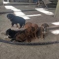 Salvati otto cani a Trinitapoli: si cercano famiglie adottive
