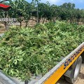 Sequestrata piantagione di cannabis a Trinitapoli, arrestato 49enne