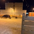 Segnalate recenti presenze di cinghiali nel centro abitato di Trinitapoli