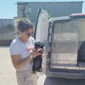 Parte a Trinitapoli una campagna di distribuzione gratuita di alimenti per cani e gatti
