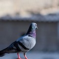 Nuova ordinanza a Trinitapoli per contrastare l'eccessiva presenza di volatili