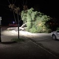 Forti raffiche di vento, abbattuto albero a Trinitapoli