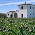 40 milioni di euro dalla Regione per le imprese agroalimentari: opportunità per gli agricoltori di Trinitapoli