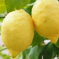 Furto di limoni nella campagne tra Margherita e Trinitapoli