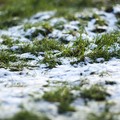 Nevicata, il sindaco chiede per Trinitapoli lo stato di calamità naturale