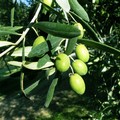 Nasce “Agrodriver”, la guida in campo per le imprese olivicole