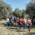 La  "Camminata tra gli olivi " fa tappa a Trinitapoli