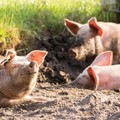 Allarme peste suina in Puglia, al via misure di biosicurezza regionali