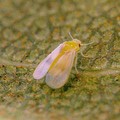 Cimice asiatica, virus e insetti "alieni ", a rischio i campi di Puglia