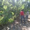 Sopralluogo della Regione Puglia nelle campagne dell’agro di Trinitapoli