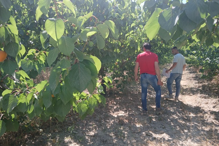 Sopralluogo della Regione Puglia nelle campagne dell’agro di Trinitapoli
